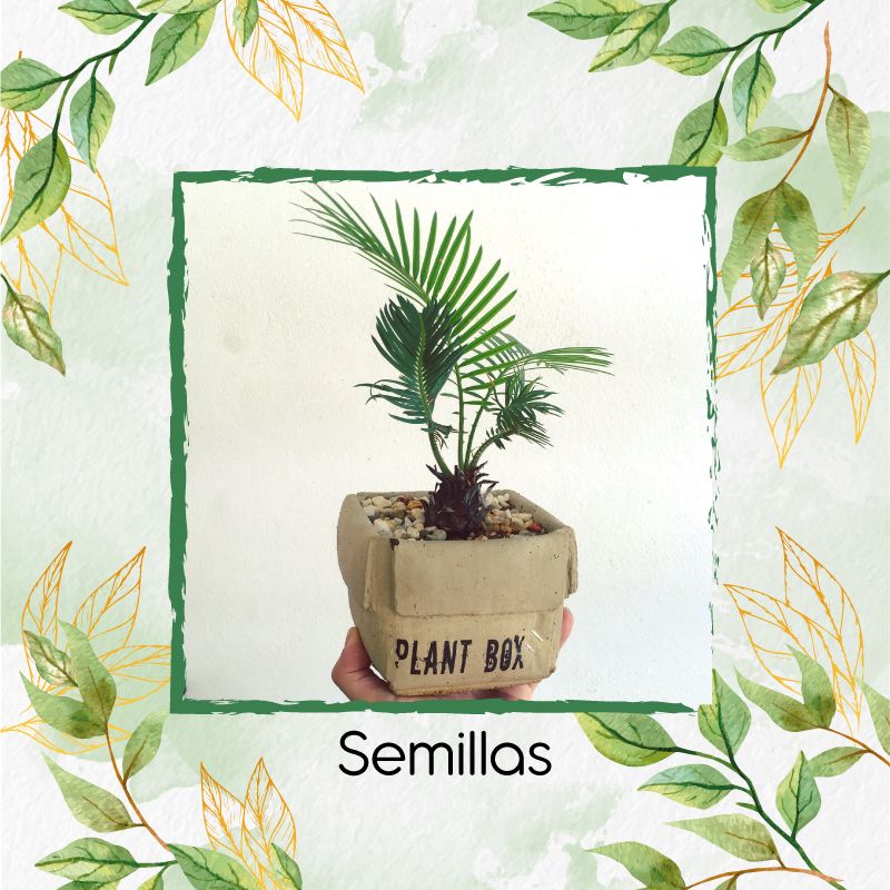 GENERICO - 25 Semillas Orgánicas De Bonsái Palma De Cera