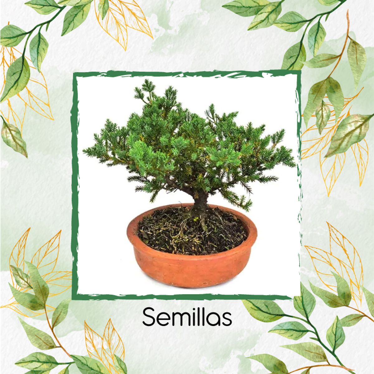 GENERICO - 10 Semillas Orgánicas De Bonsái Pino Oocarpa
