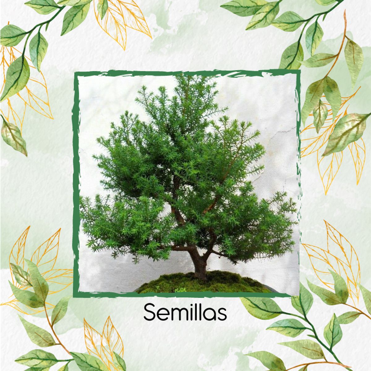 GENERICO - 10 Semillas Orgánicas De Bonsái Pino Oocarpa