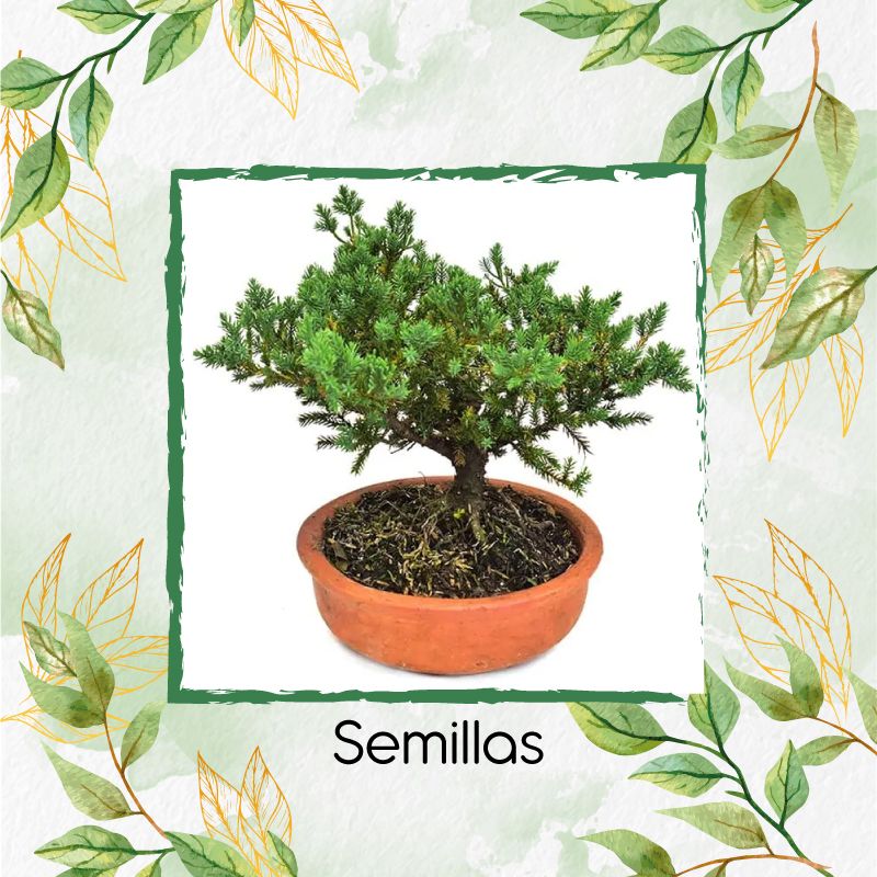 GENERICO - 800 Semillas Orgánicas De Bonsái Pino Oocarpa