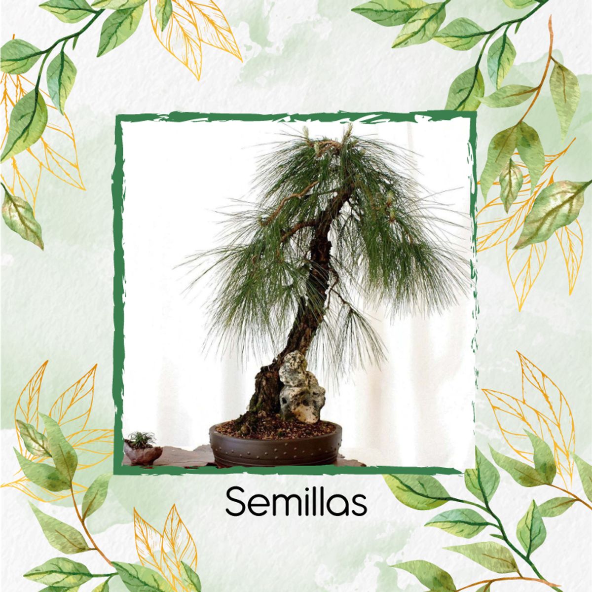 GENERICO - 50 Semillas Orgánicas De Bonsái Pino Pátula