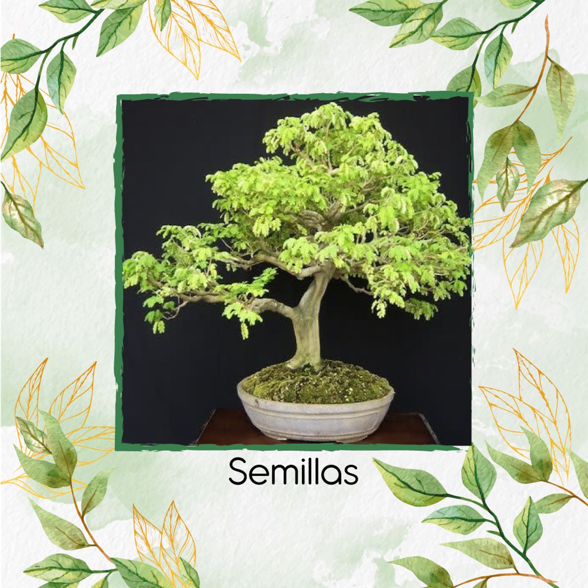 GENERICO - 250 Semillas Orgánicas De Bonsái Samán