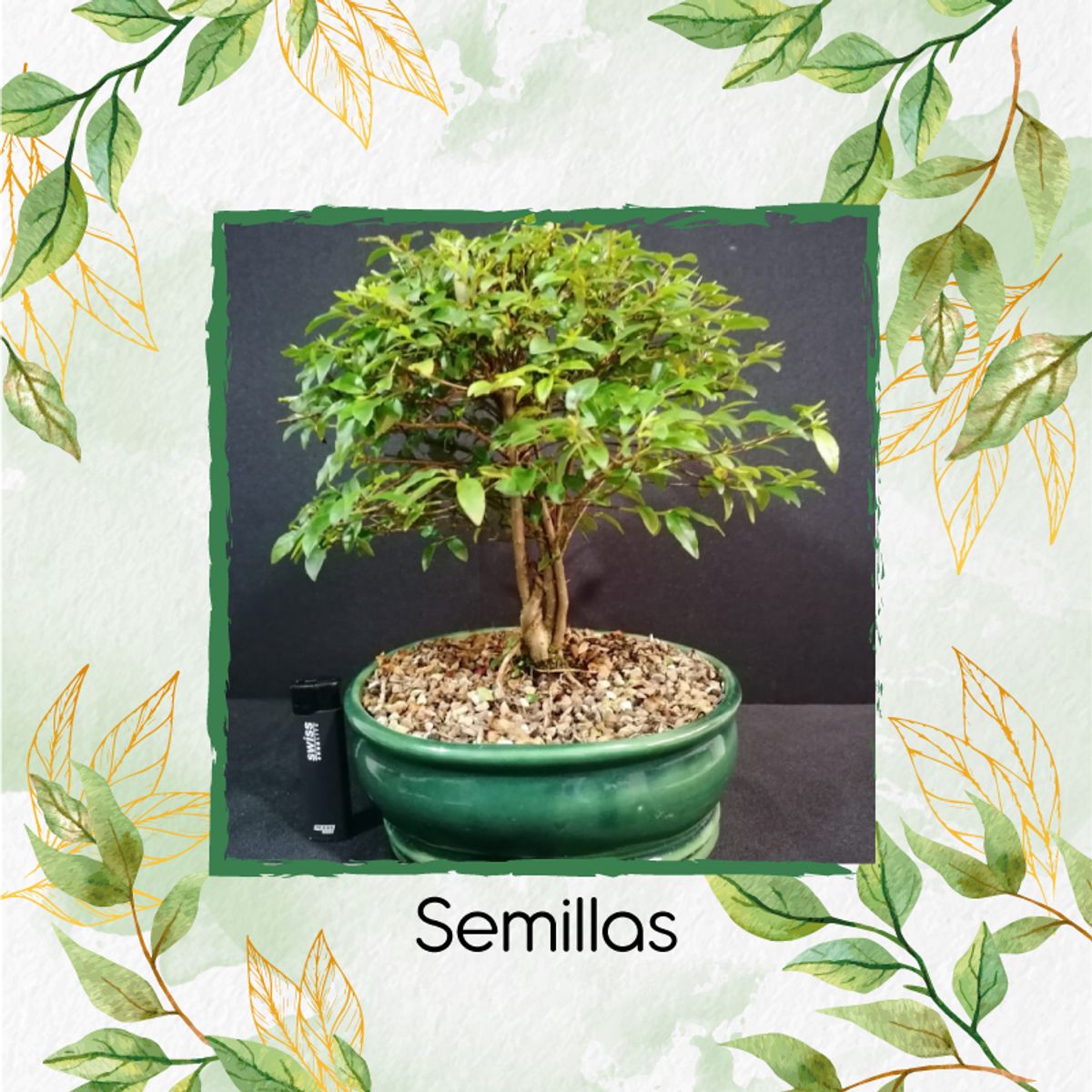 GENERICO - 3 Semillas Orgánicas De Bonsái Teca Escarif Rodal