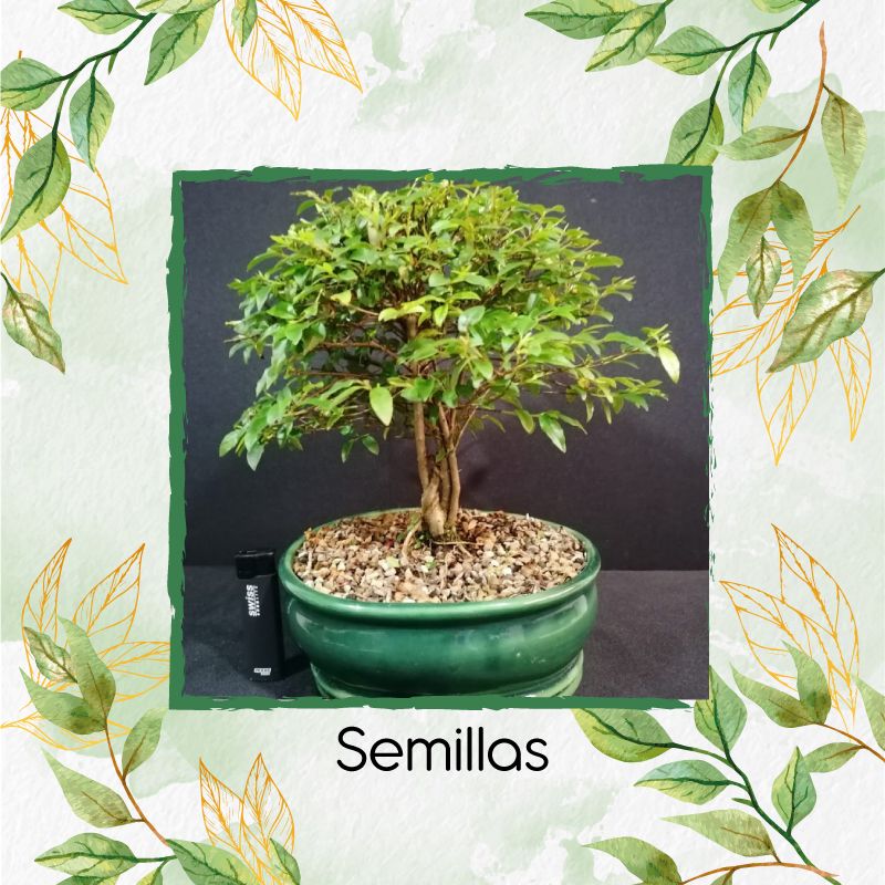 GENERICO - 5 Semillas Orgánicas De Bonsái Teca Escarif Rodal