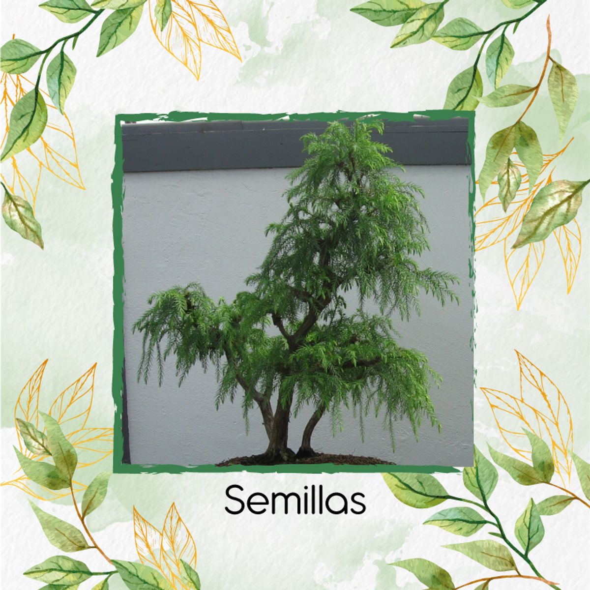 GENERICO - 30 Semillas Orgánicas De Bonsái Yopo Negro