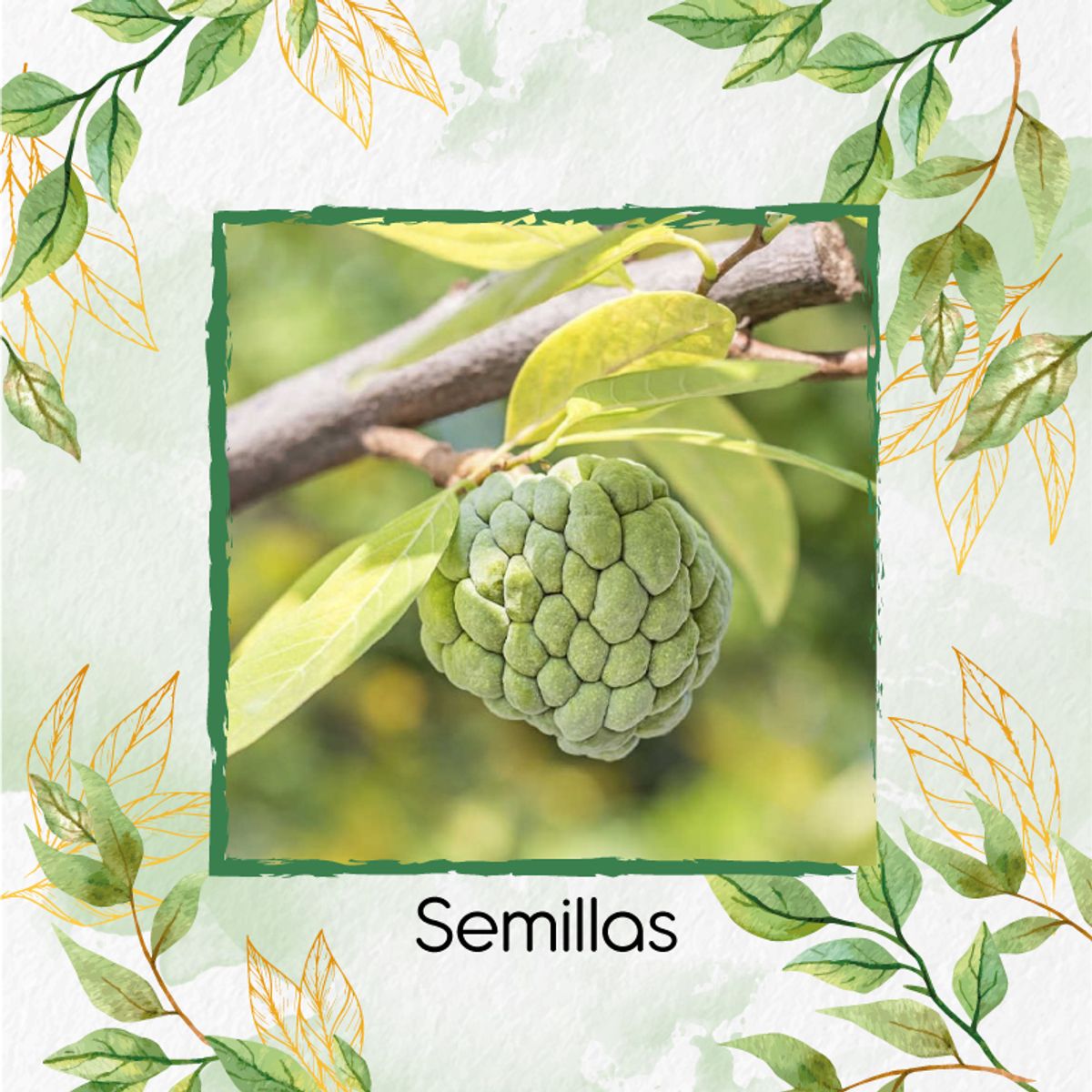 GENERICO - 6 Semillas Orgánicas De Fruta Anón