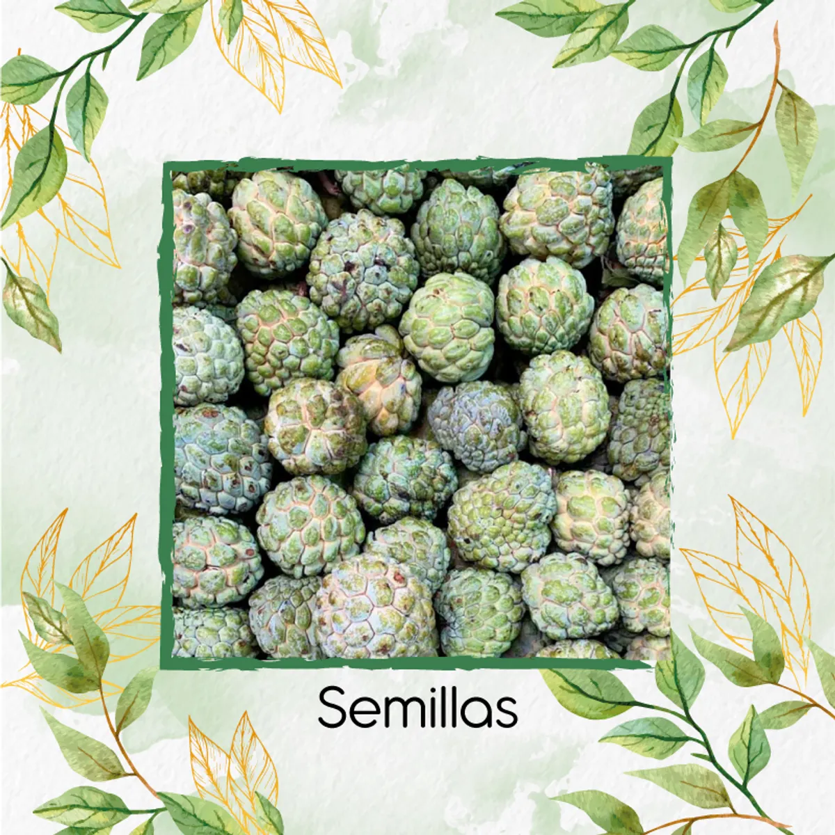 GENERICO - 6 Semillas Orgánicas De Fruta Anón