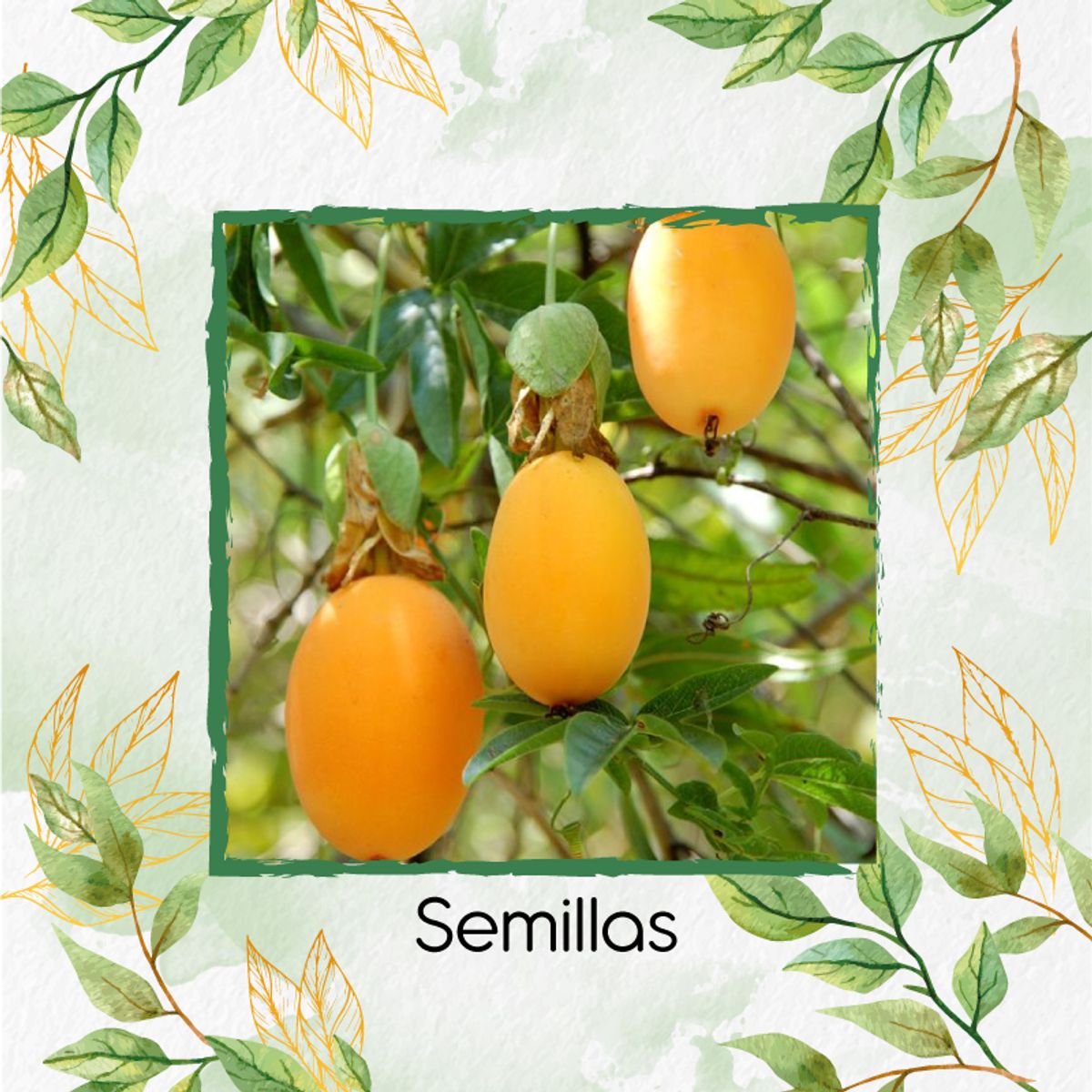 GENERICO - 30 Semillas Orgánicas De Fruta Curuba