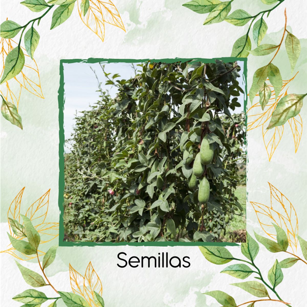 GENERICO - 30 Semillas Orgánicas De Fruta Curuba
