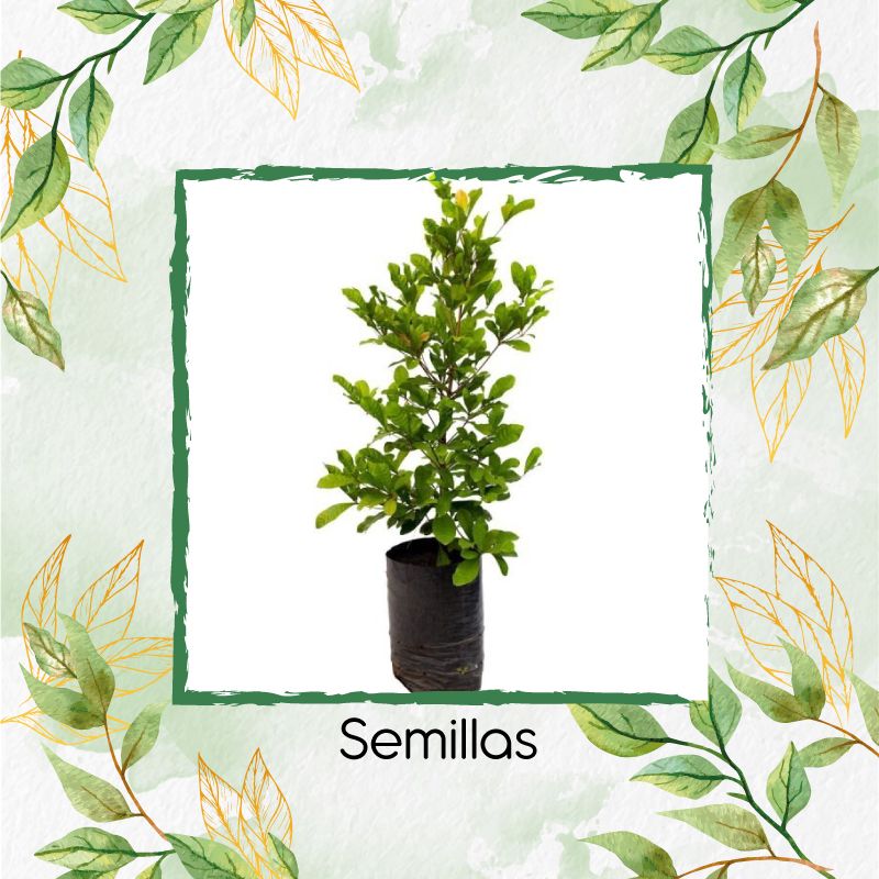 GENERICO - 5 Semillas De Dulcificu O Fruto Milagroso Para La Siembra