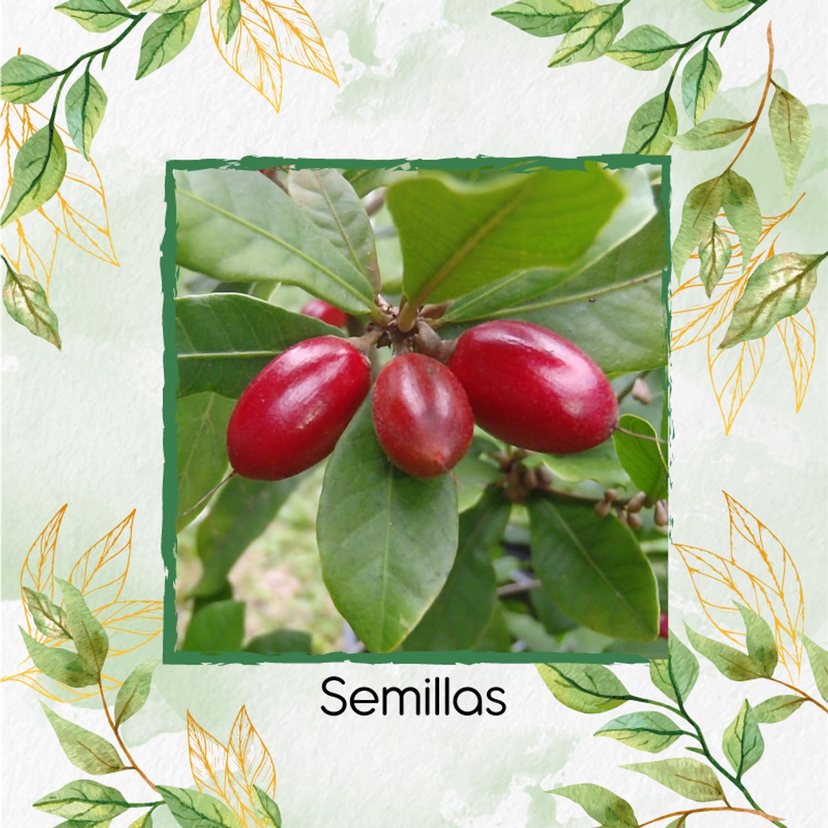 GENERICO - 50 Semillas De Dulcificu O Fruto Milagroso Para La Siembra