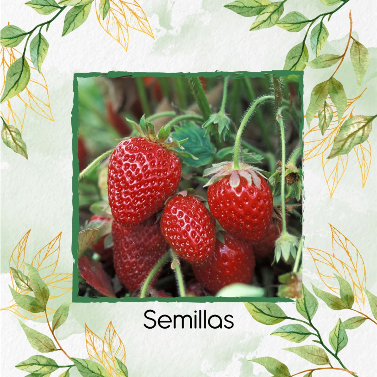 GENERICO - 2.000 Semillas Orgánicas De Fresa