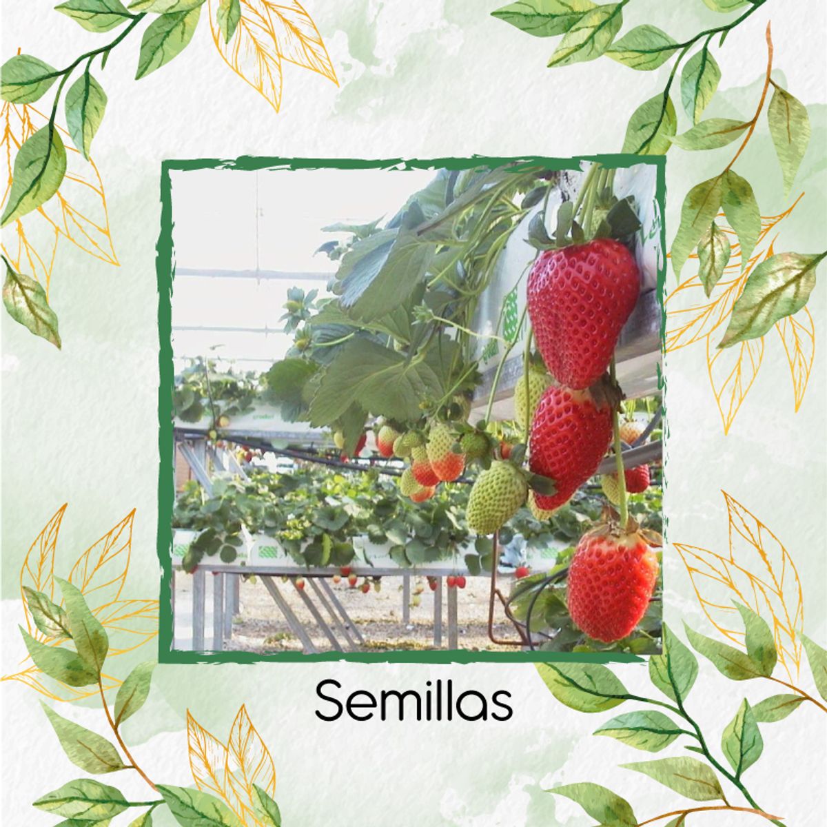 GENERICO - 2.000 Semillas Orgánicas De Fresa
