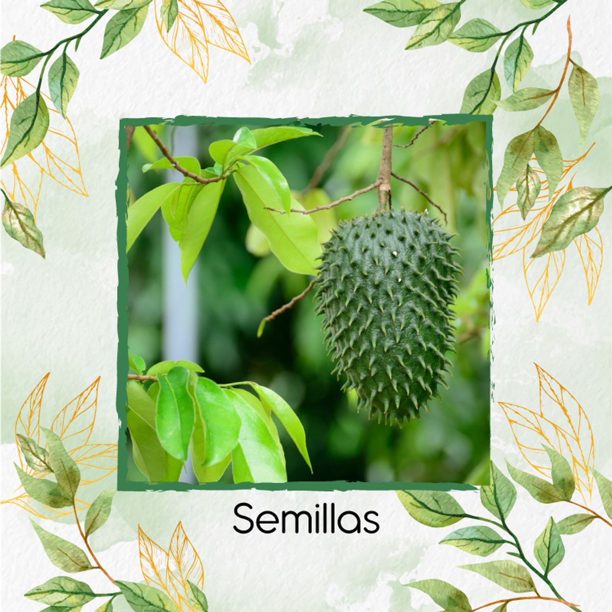 GENERICO - 5 Semillas Orgánicas De Fruta Guanábana