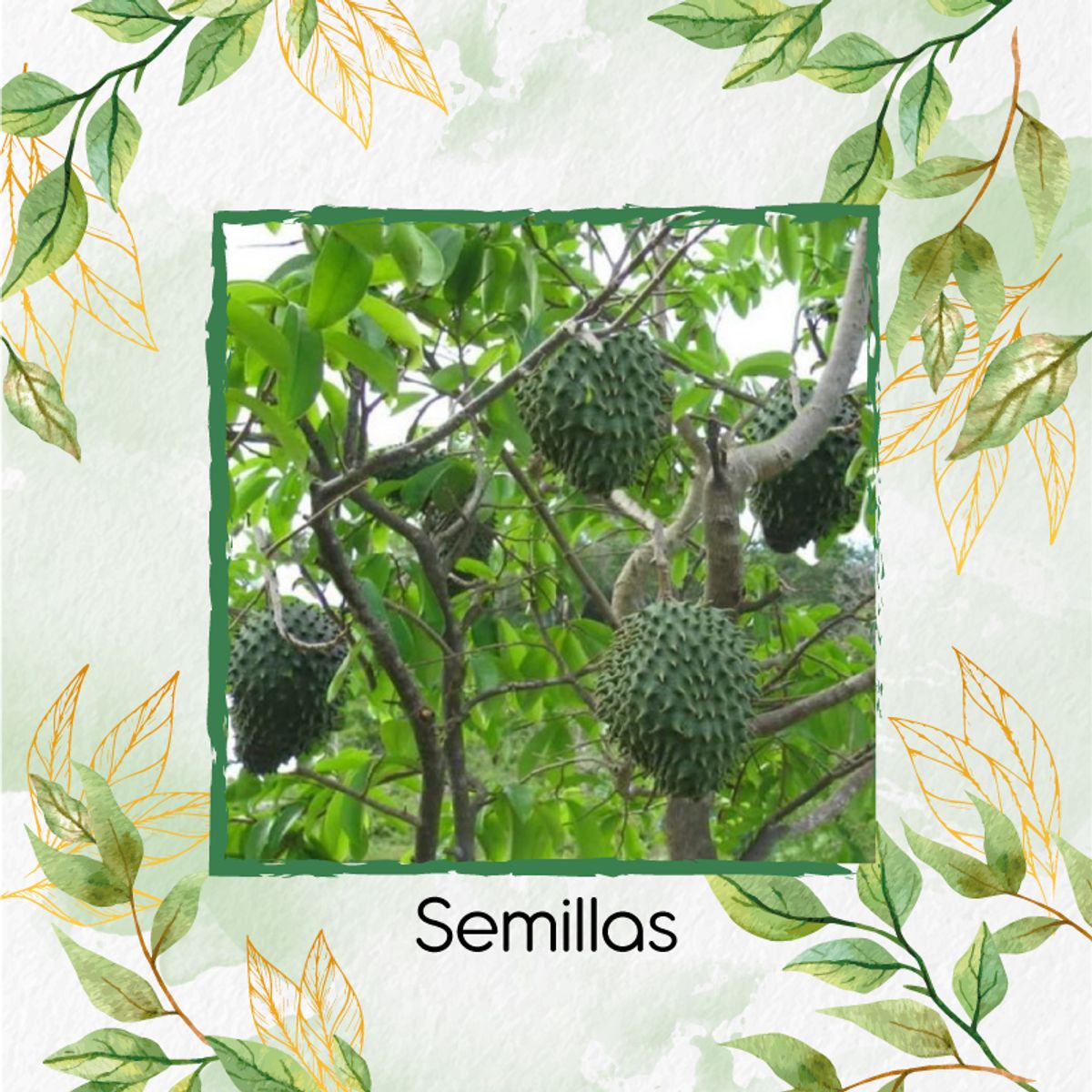 GENERICO - 5 Semillas Orgánicas De Fruta Guanábana