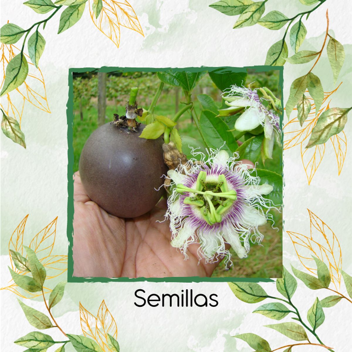 GENERICO - 300 Semillas Orgánicas De Fruta Gulupa