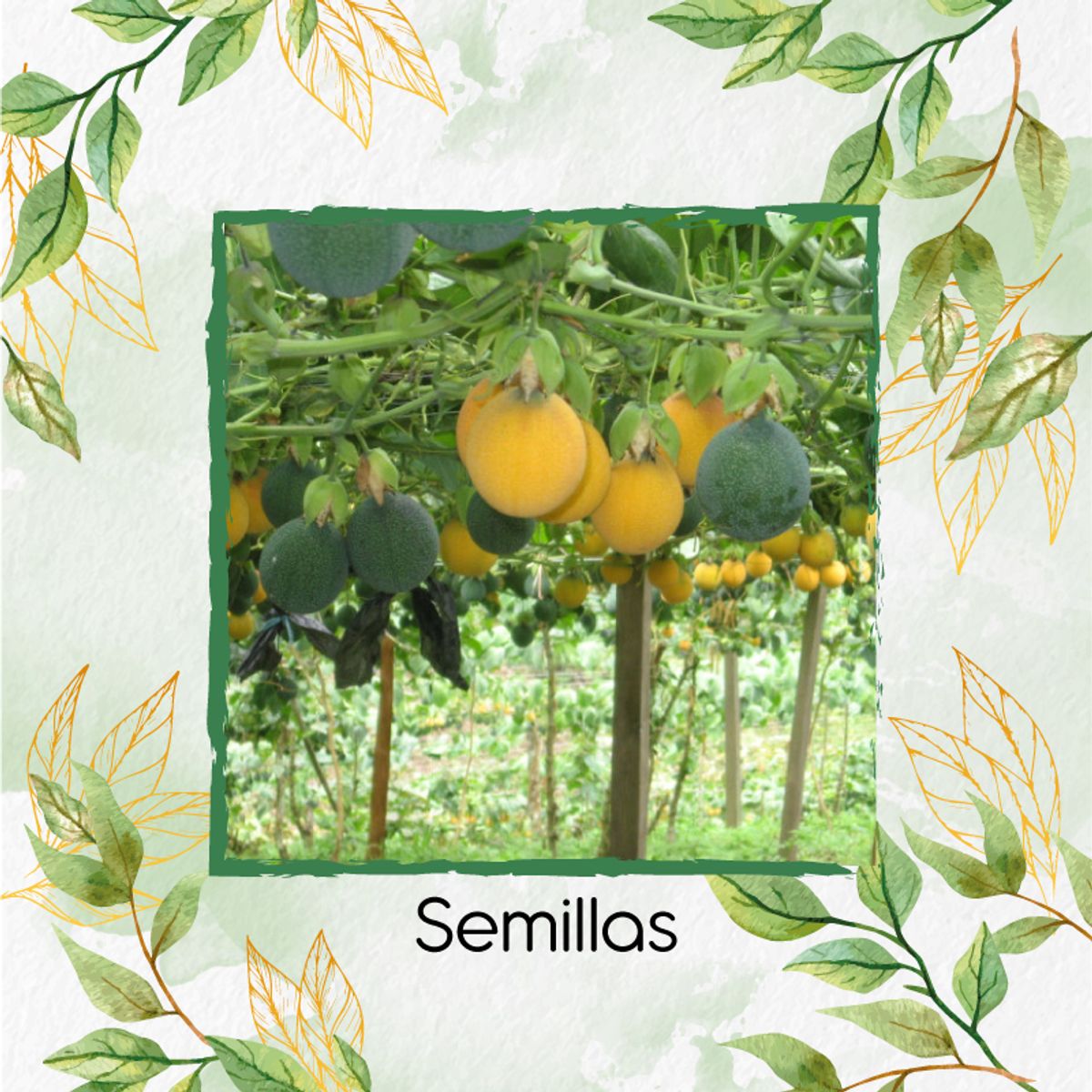 GENERICO - 500 Semillas Orgánicas De Fruta Granadilla