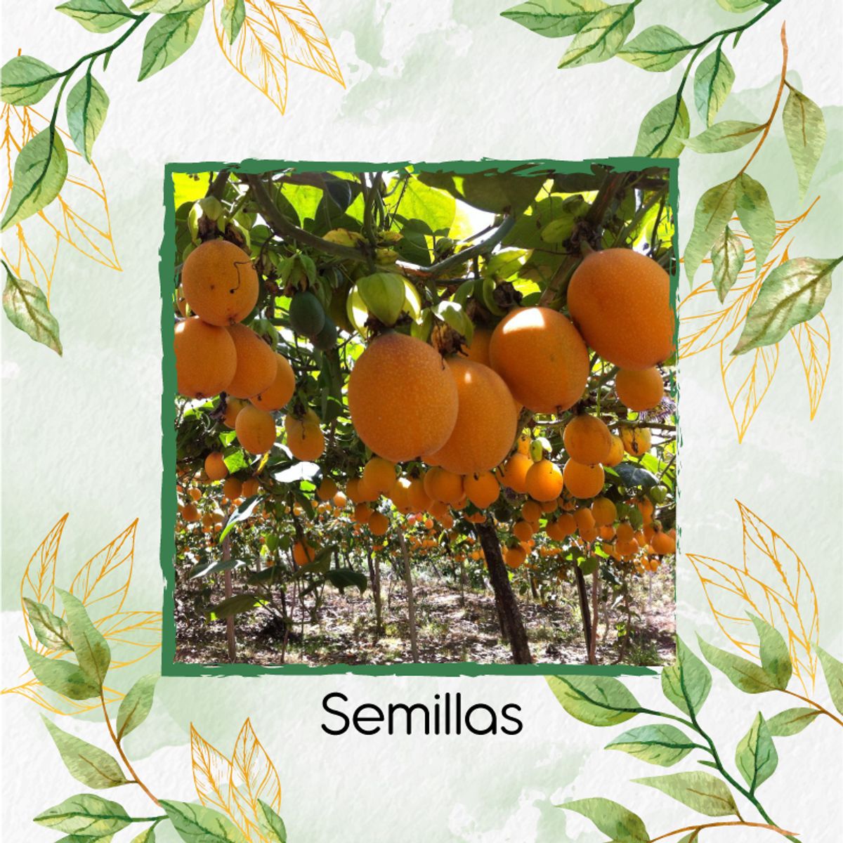 GENERICO - 500 Semillas Orgánicas De Fruta Granadilla