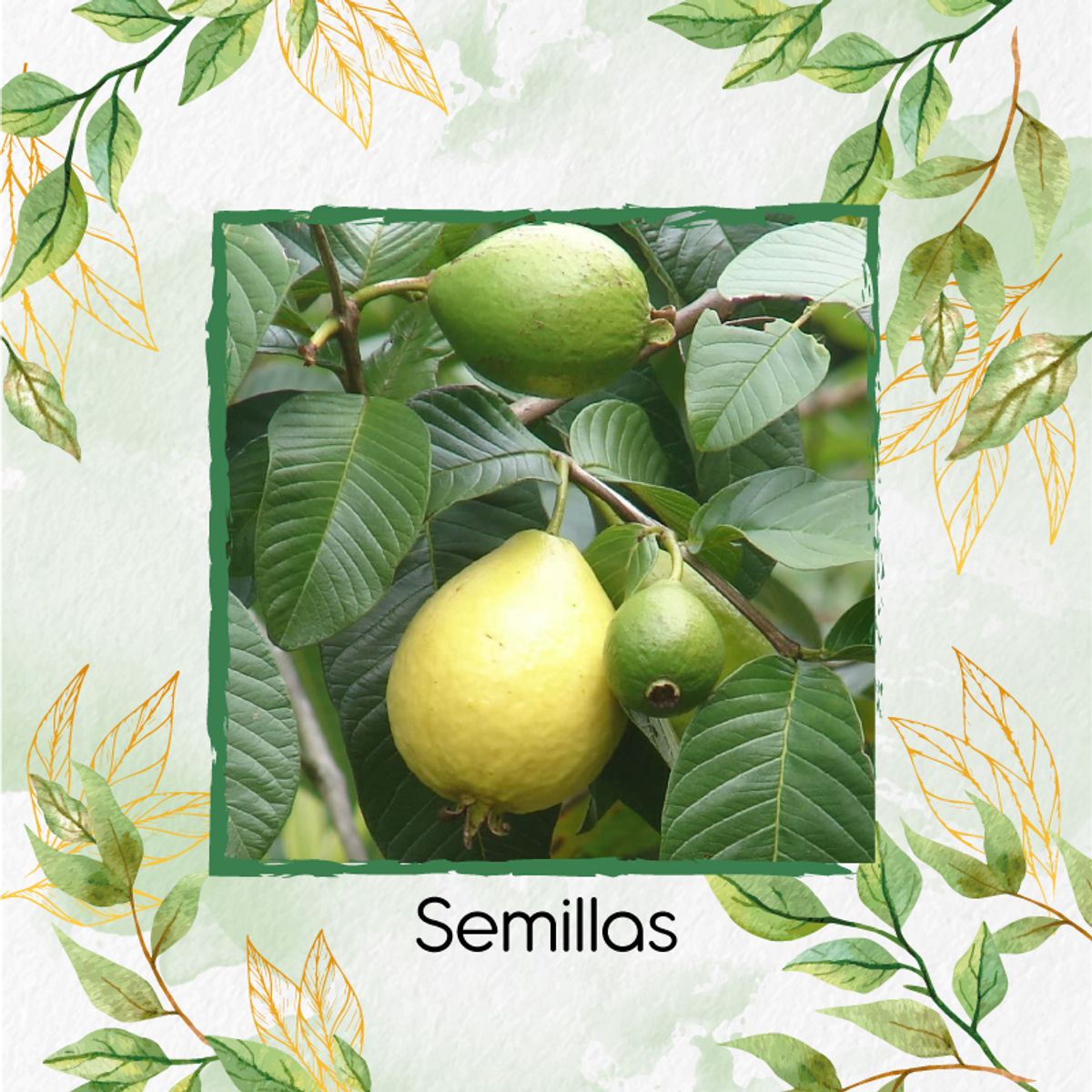 GENERICO - 4.000 Semillas Orgánicas De Fruta Guayaba