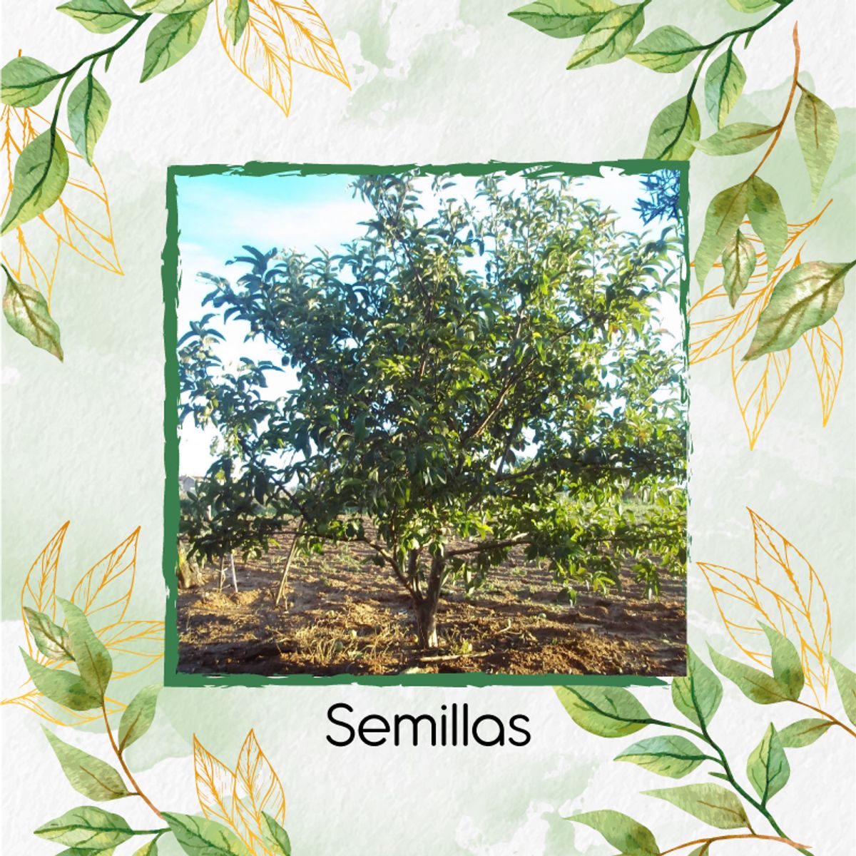 GENERICO - 4.000 Semillas Orgánicas De Fruta Guayaba