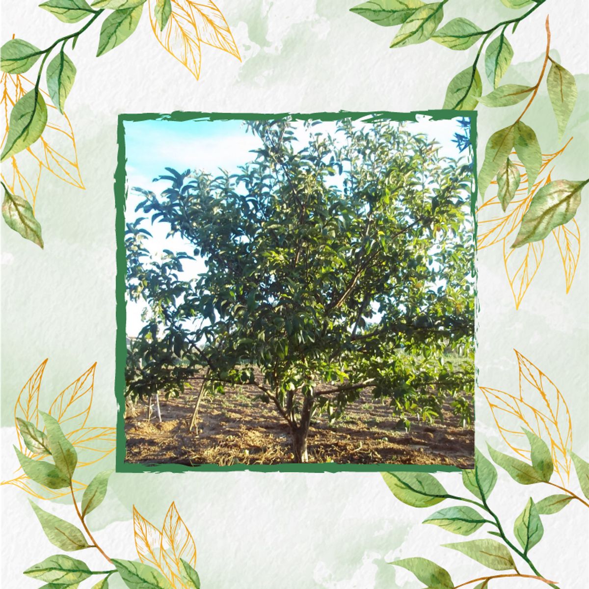 GENERICO - 400 Semillas Orgánicas De Fruta Guayaba Pera Roja
