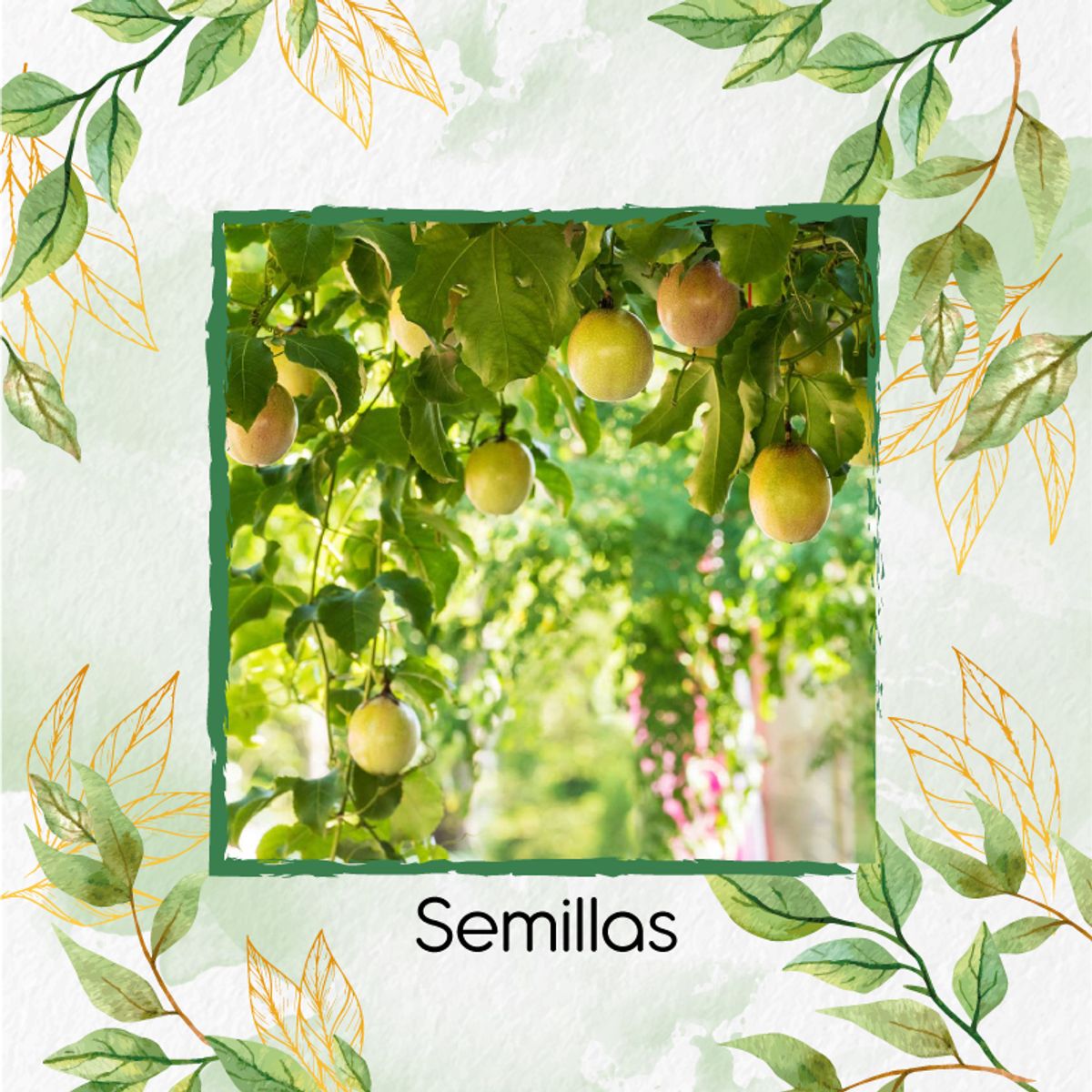 GENERICO - 180 Semillas Orgánicas De Maracuyá