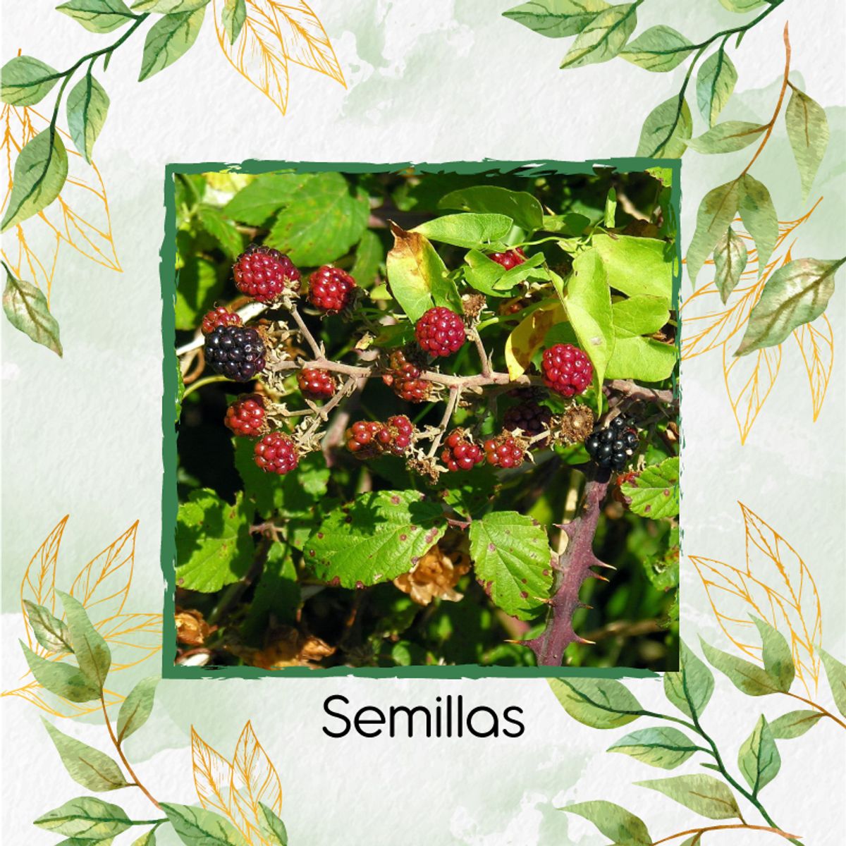 GENERICO - 50 Semillas Orgánicas De Mora