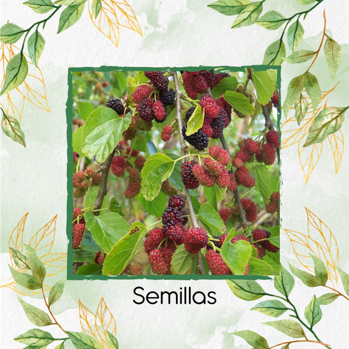 GENERICO - 50 Semillas Orgánicas De Mora