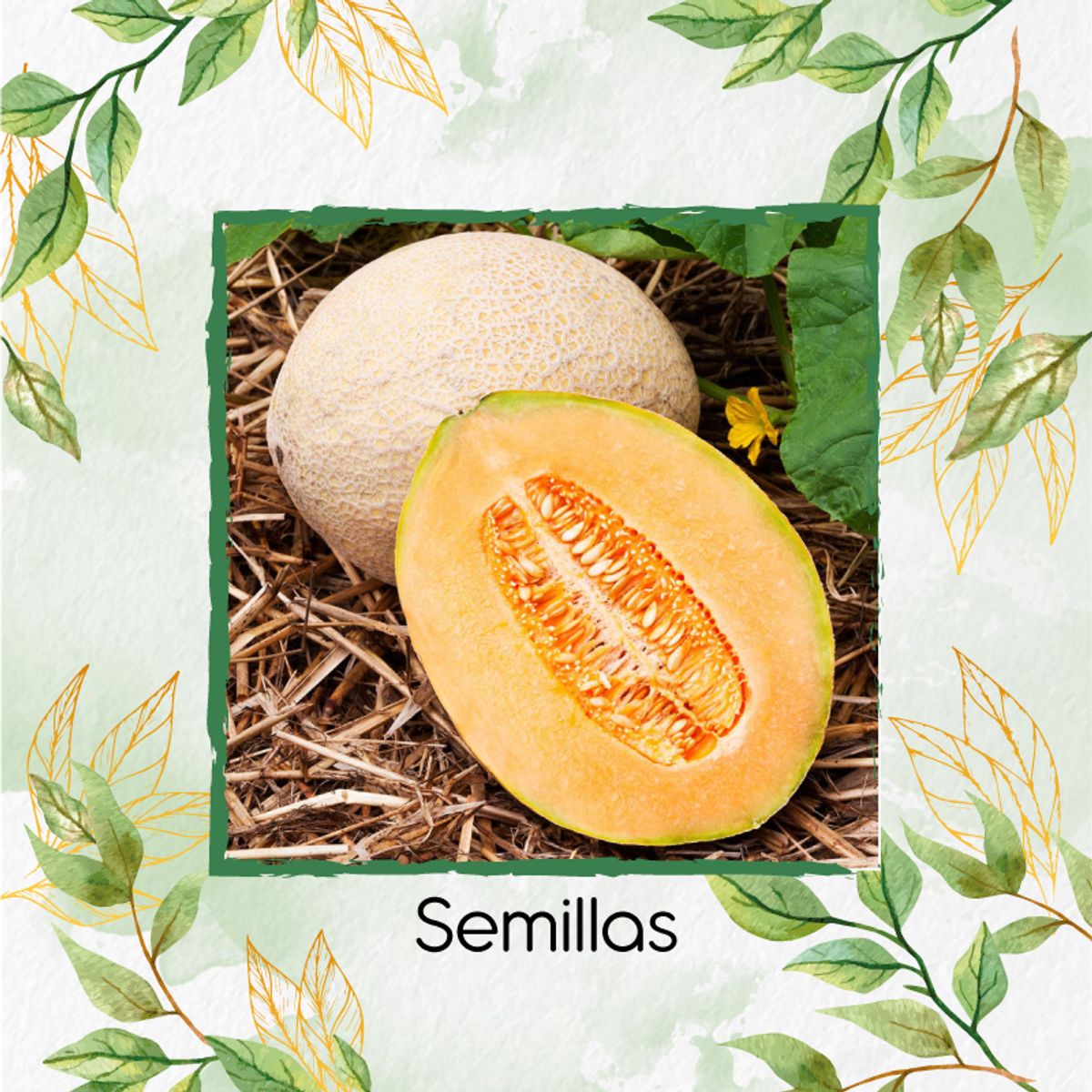 GENERICO - 25 Semillas Orgánicas De Melón Jumbo