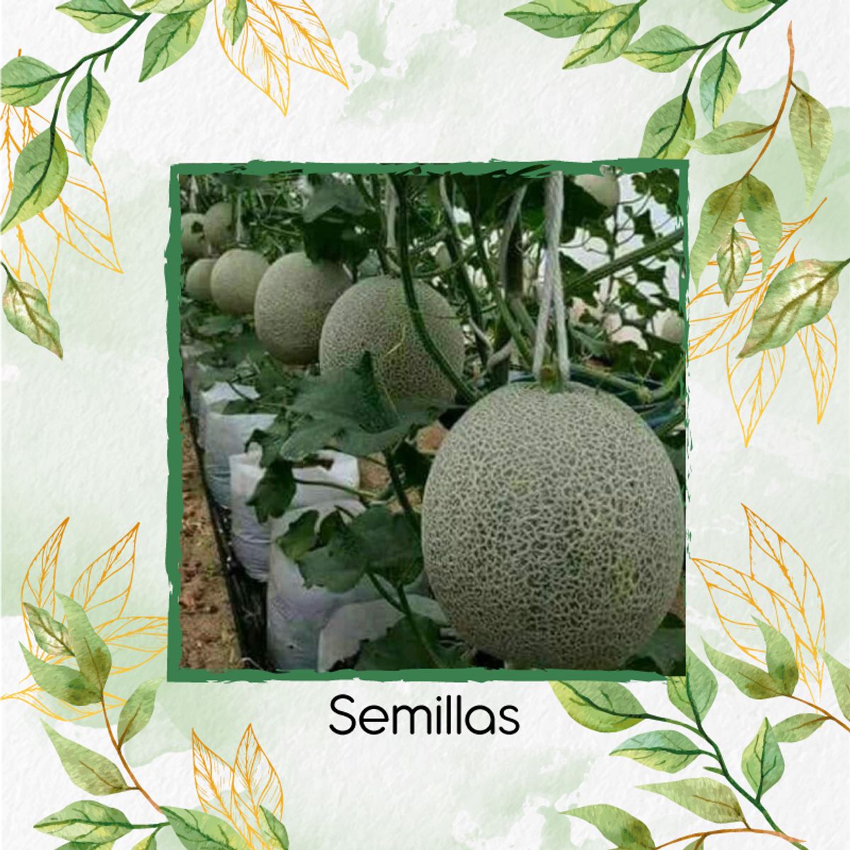 GENERICO - 200 Semillas Orgánicas De Melón Jumbo