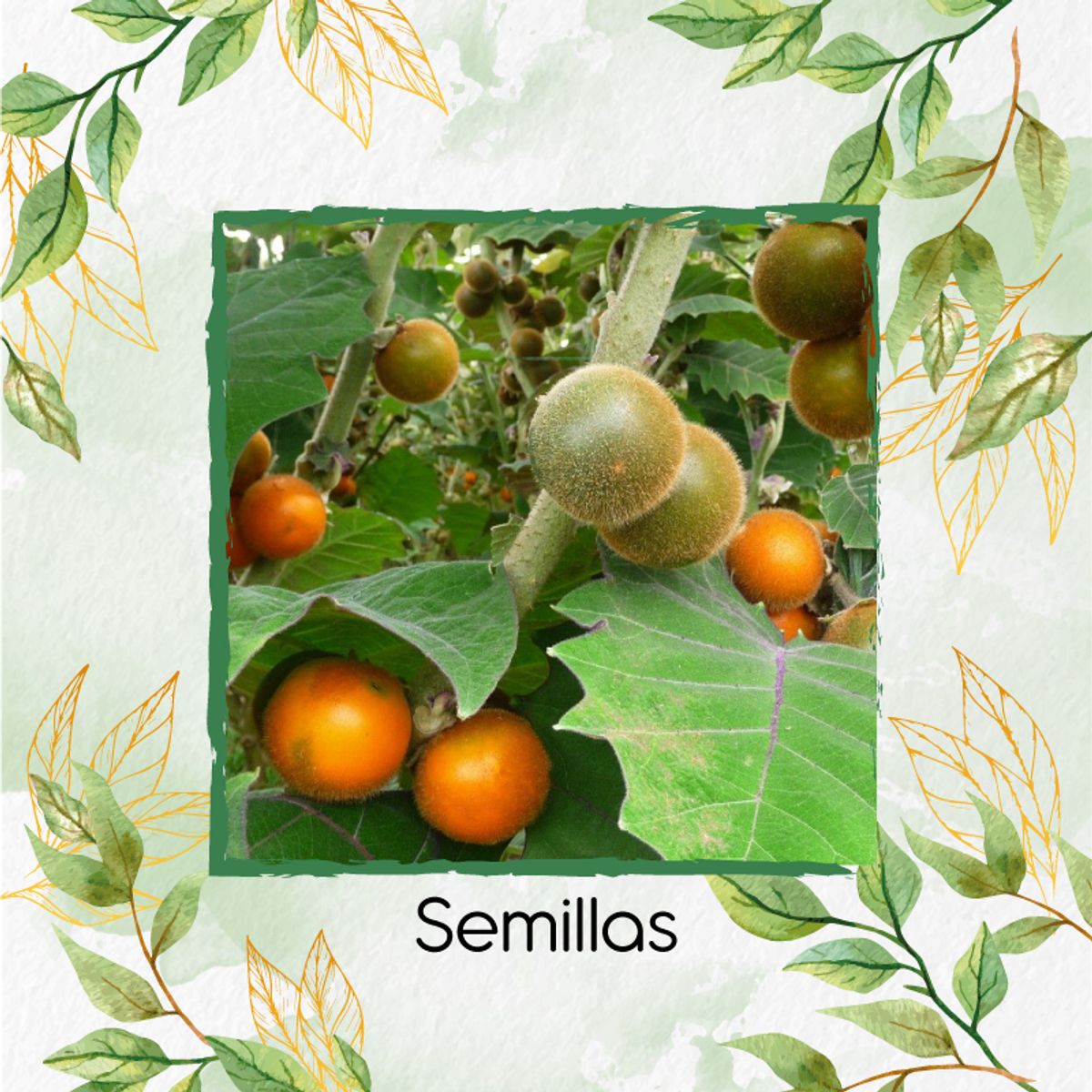 GENERICO - 250 Semillas Orgánicas De Melón Jumbo