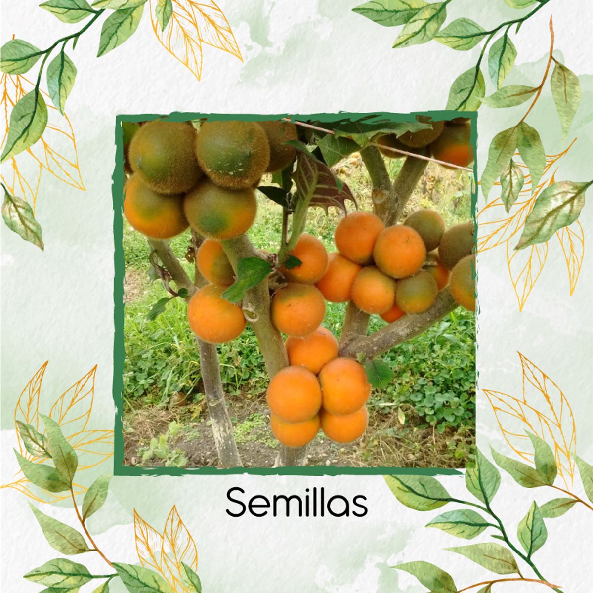 GENERICO - 5.000 Semillas Orgánicas De Melón Jumbo