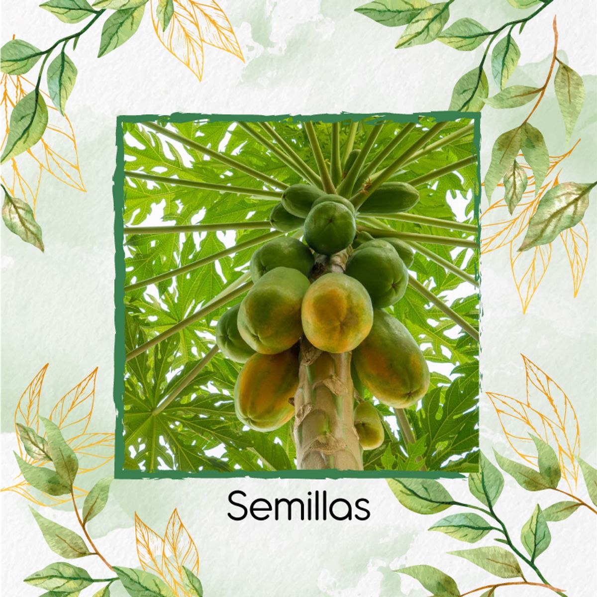 GENERICO - 50 Semillas Orgánicas De Papaya