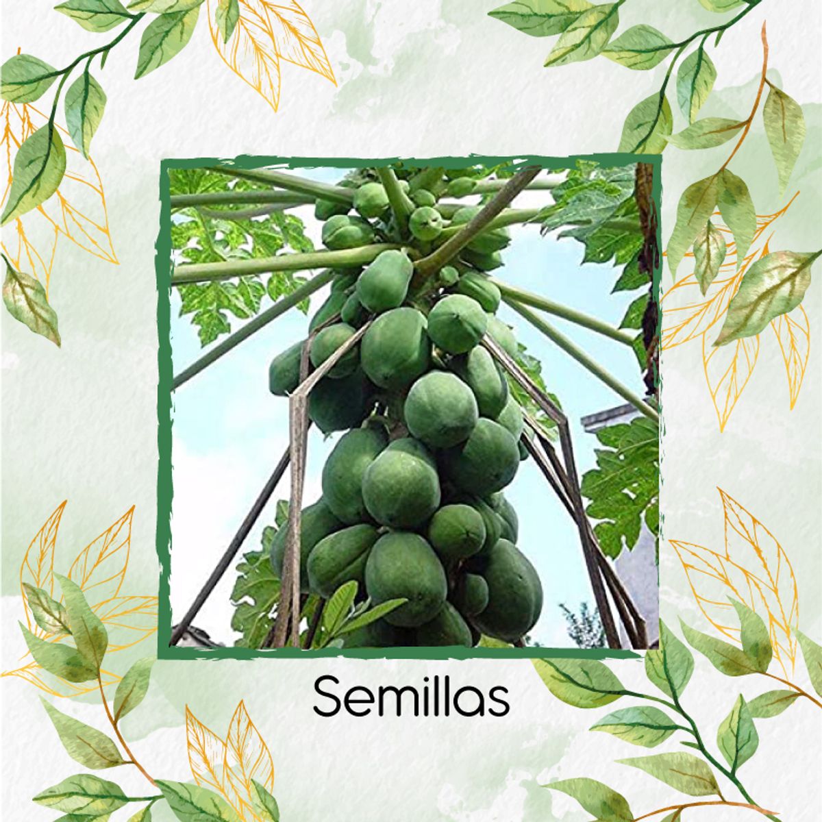 GENERICO - 50 Semillas Orgánicas De Papaya