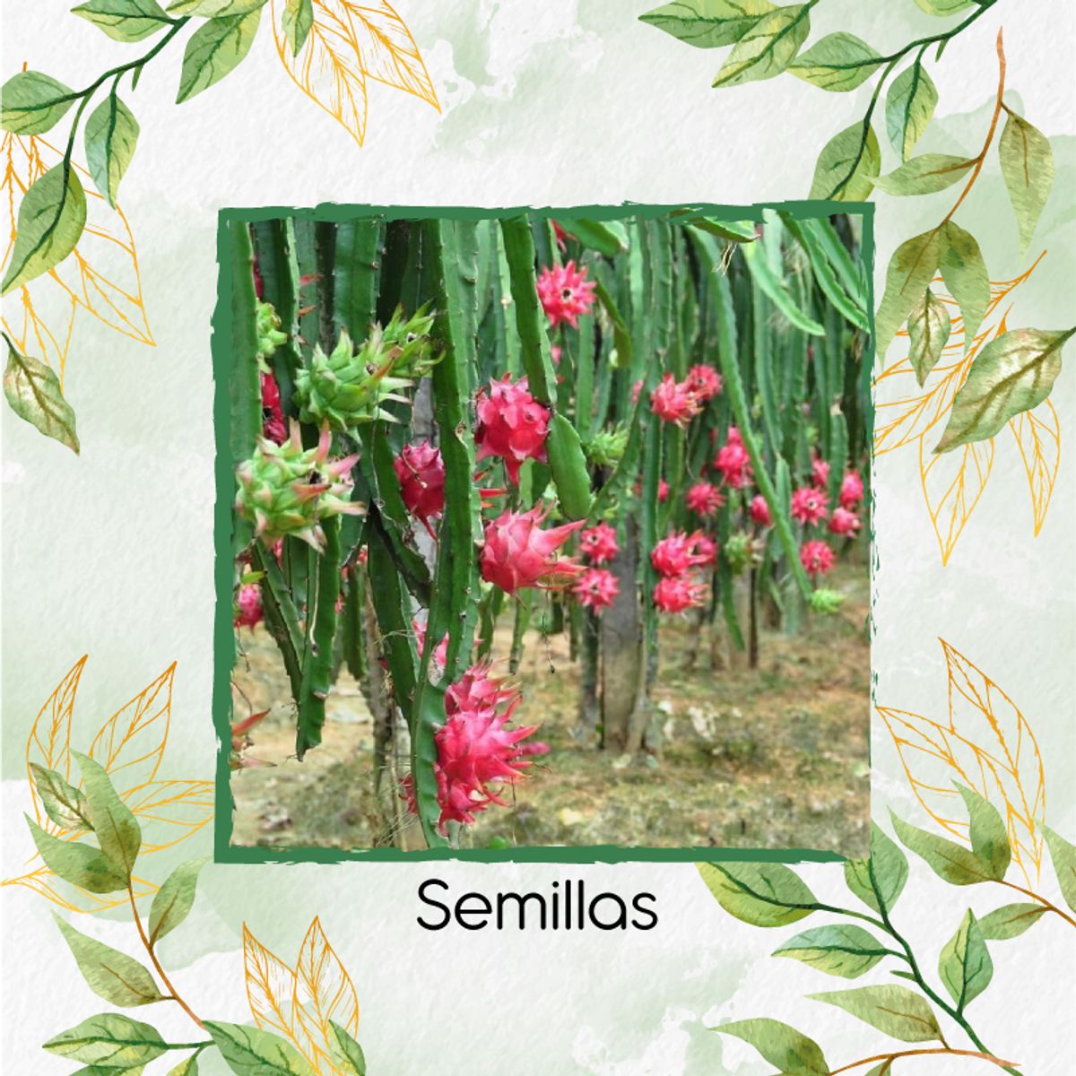 GENERICO - 60 Semillas Orgánicas De Pitahaya Roja