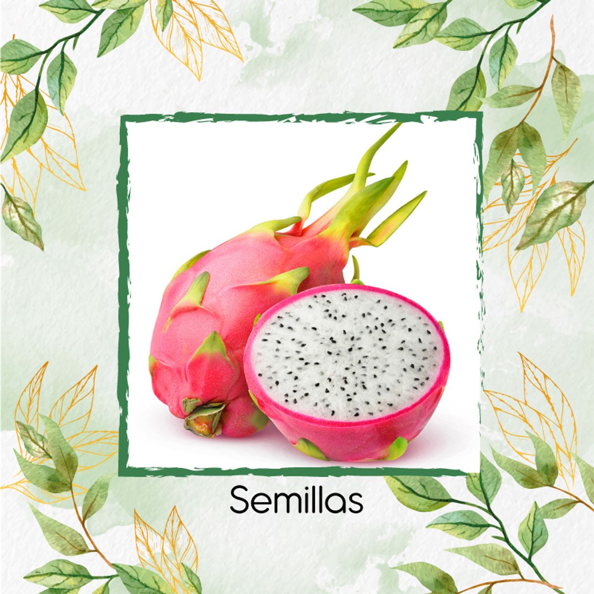 GENERICO - 15 Semillas Orgánicas De Pitahaya Roja