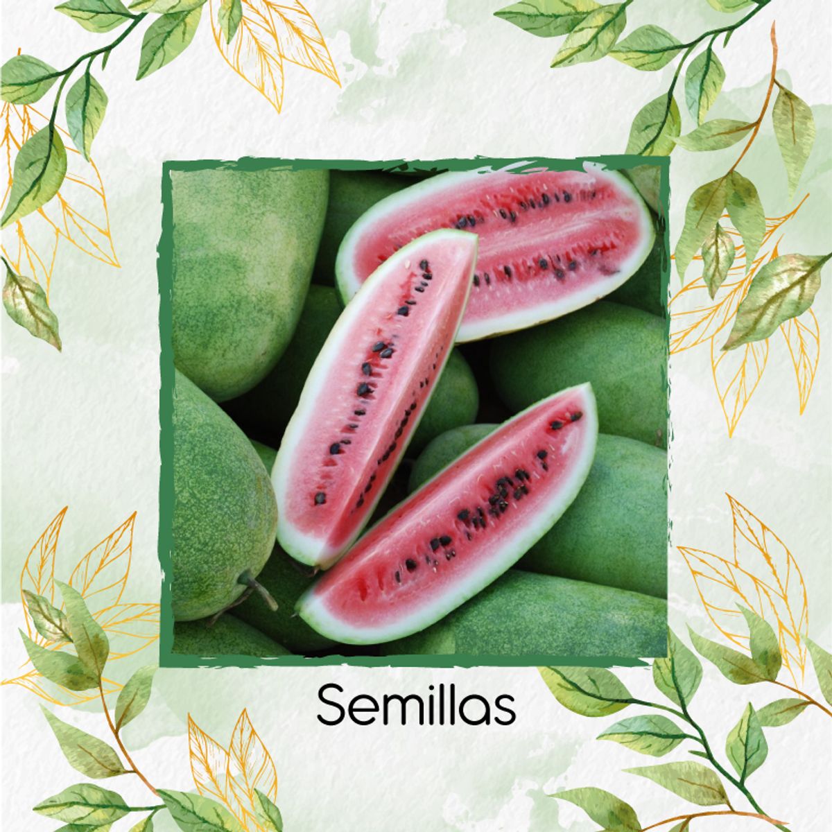 GENERICO - 80 Semillas Orgánicas De Fruta Sandia Charleston