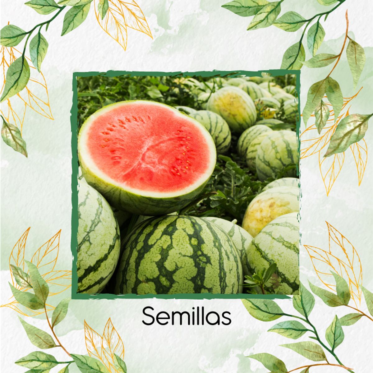 GENERICO - 20 Semillas Orgánicas De Fruta Sandia Jubilee