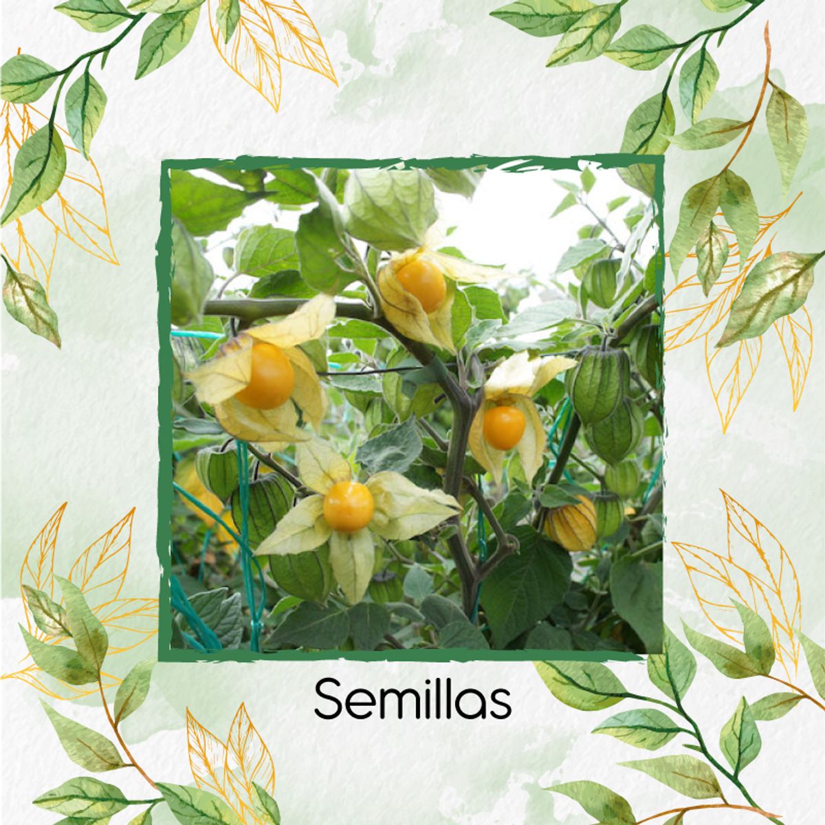 GENERICO - 2.000 Semillas Orgánicas De Fruta Uchuva