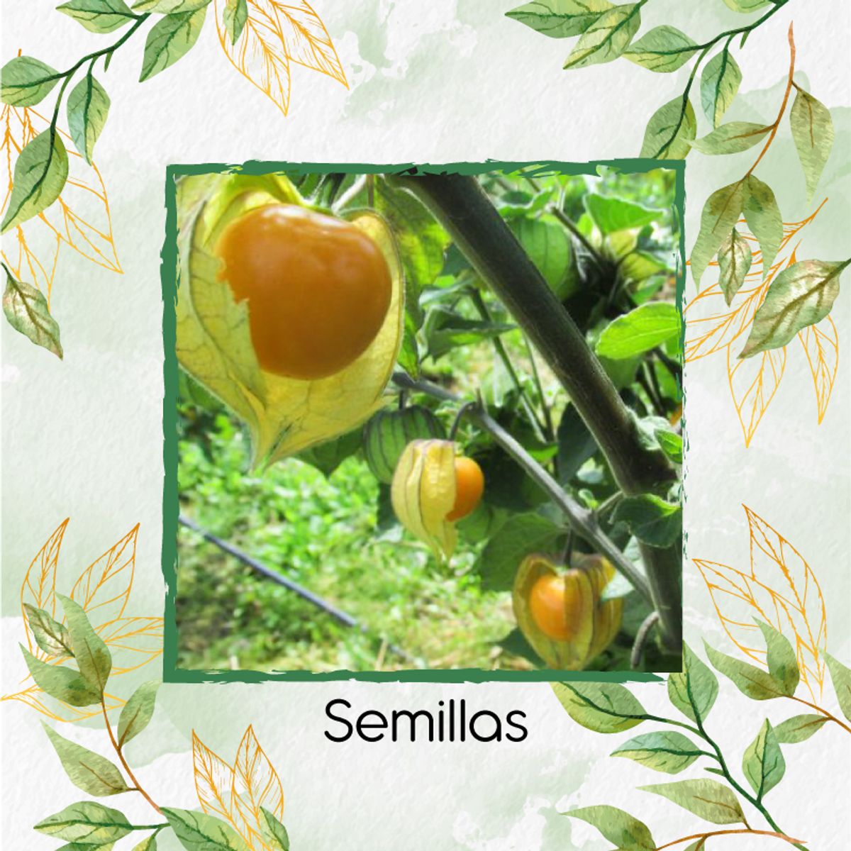 GENERICO - 2.000 Semillas Orgánicas De Fruta Uchuva