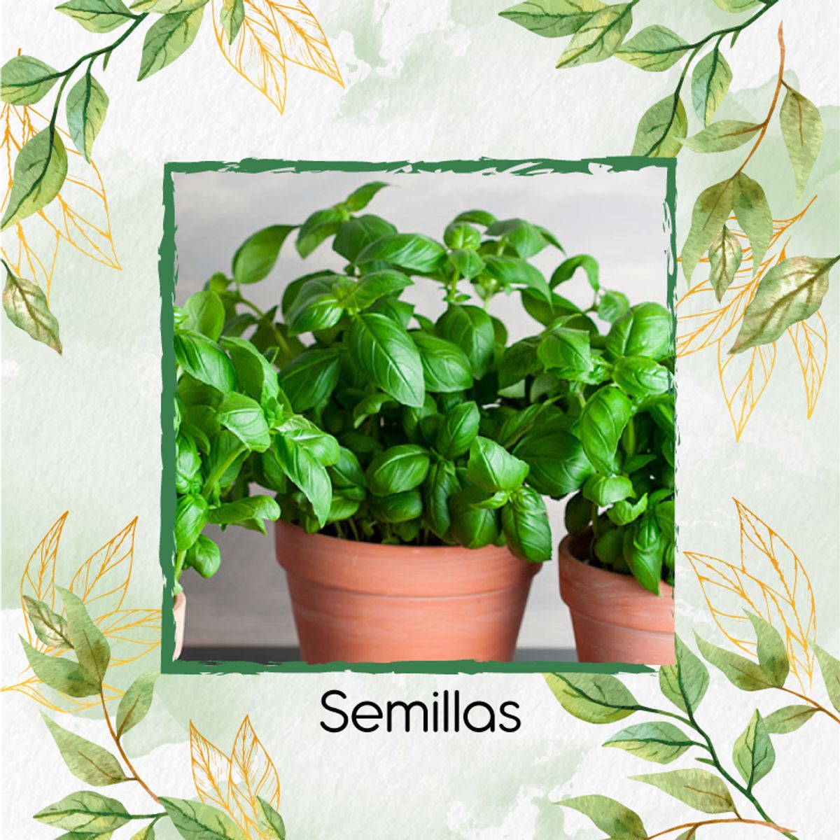 GENERICO - 50 Semillas Orgánicas De Albahaca