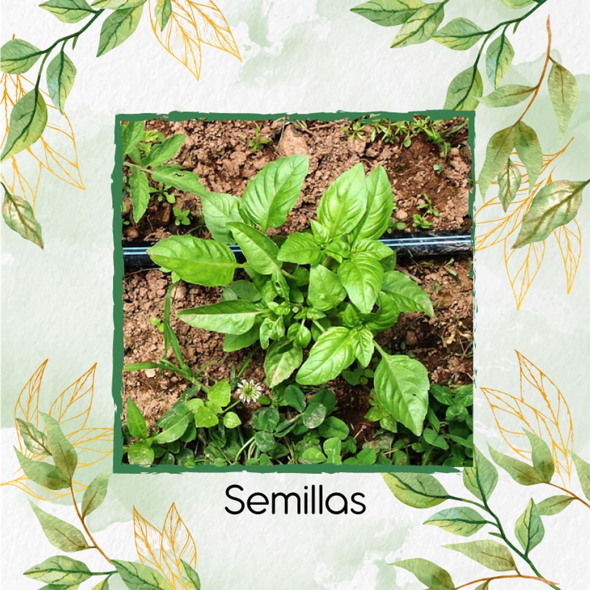 GENERICO - 200 Semillas Orgánicas De Albahaca