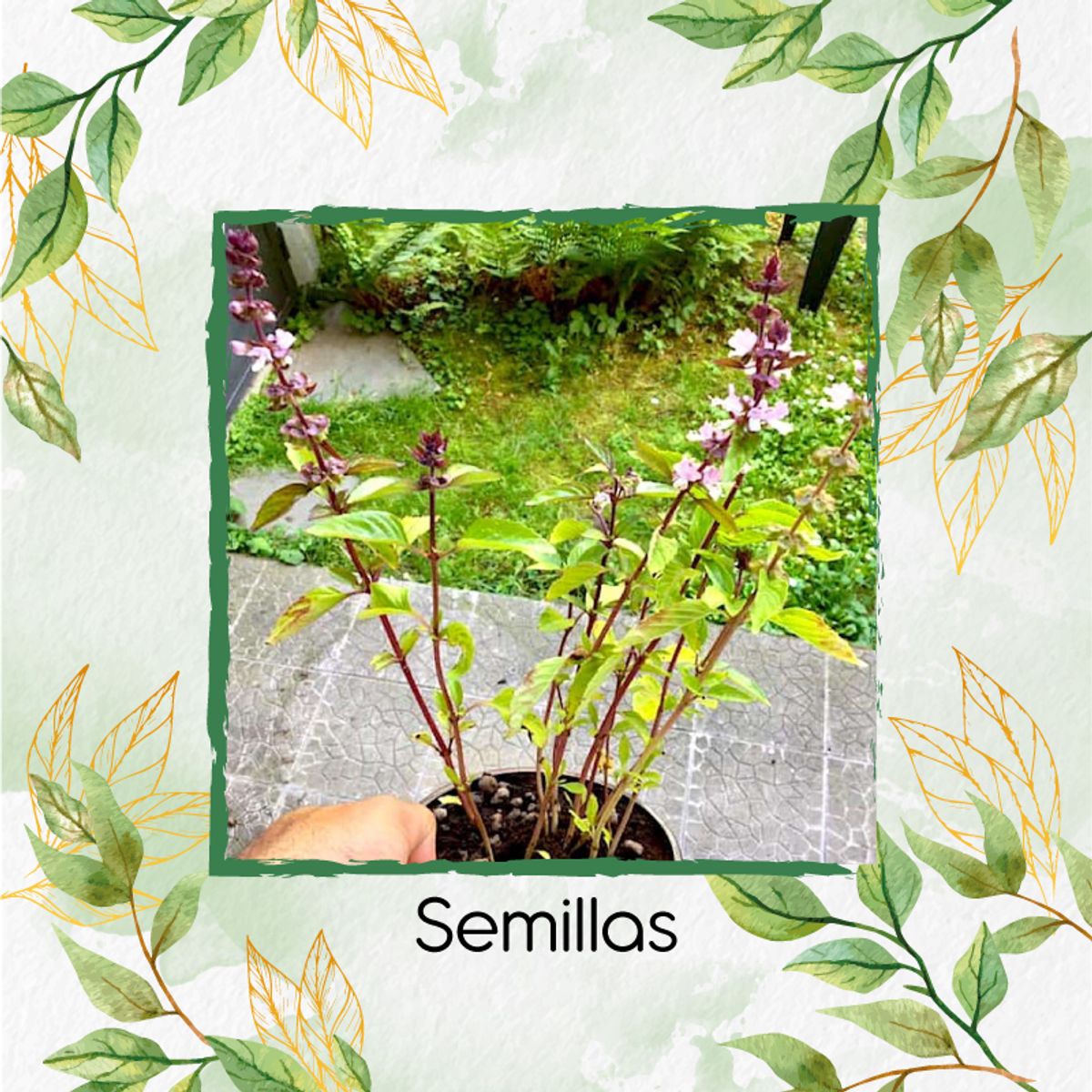 GENERICO - 63 Semillas Orgánicas De Albahaca Canela