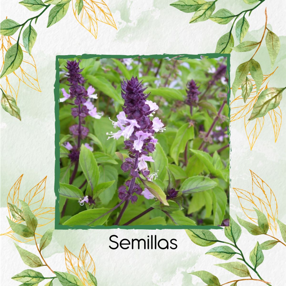 GENERICO - 2.500 Semillas Orgánicas De Albahaca Canela