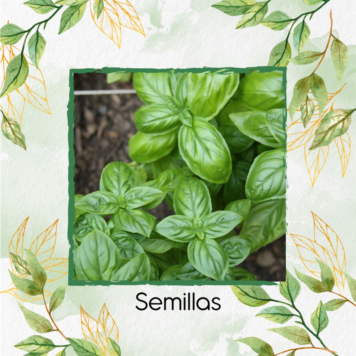 GENERICO - 200 Semillas Orgánicas De Albahaca Genovesa