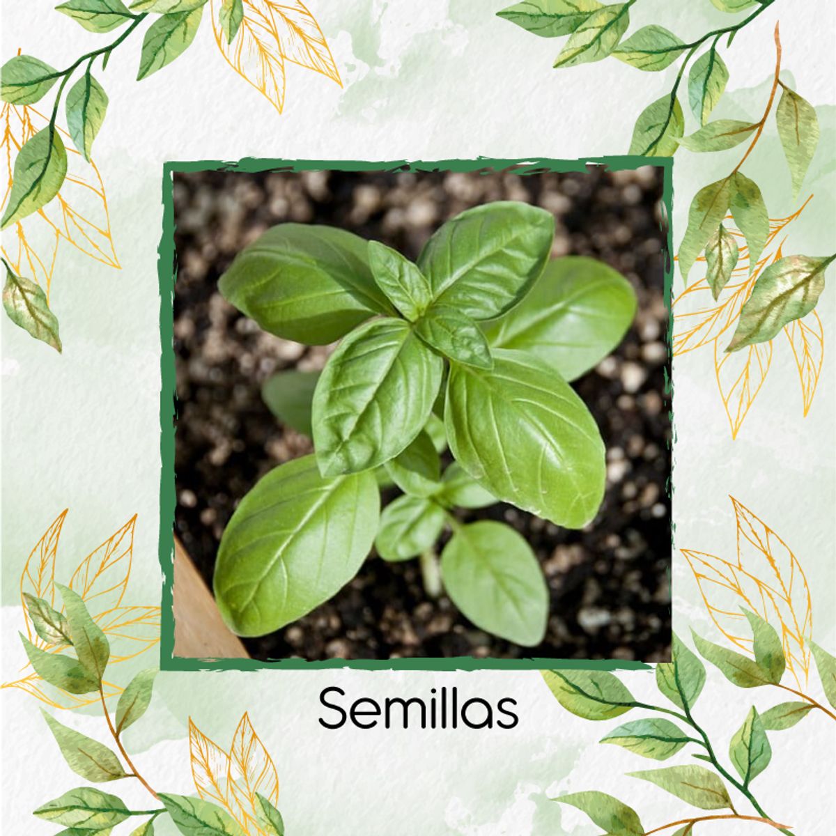 GENERICO - 200 Semillas Orgánicas De Albahaca Genovesa