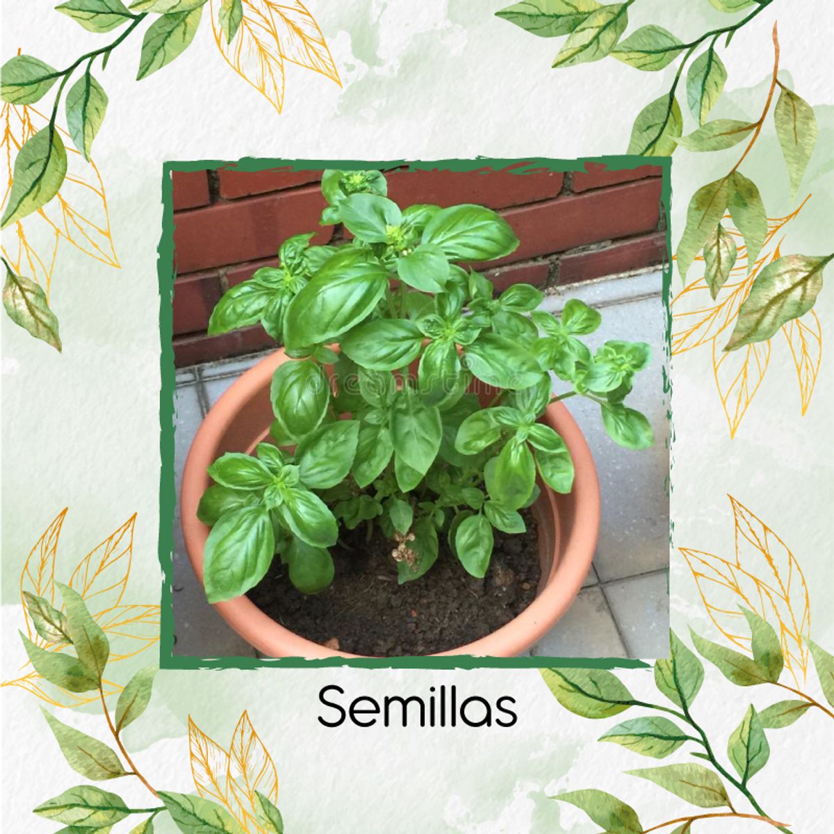 GENERICO - 50 Semillas Orgánicas De Albahaca Italiana