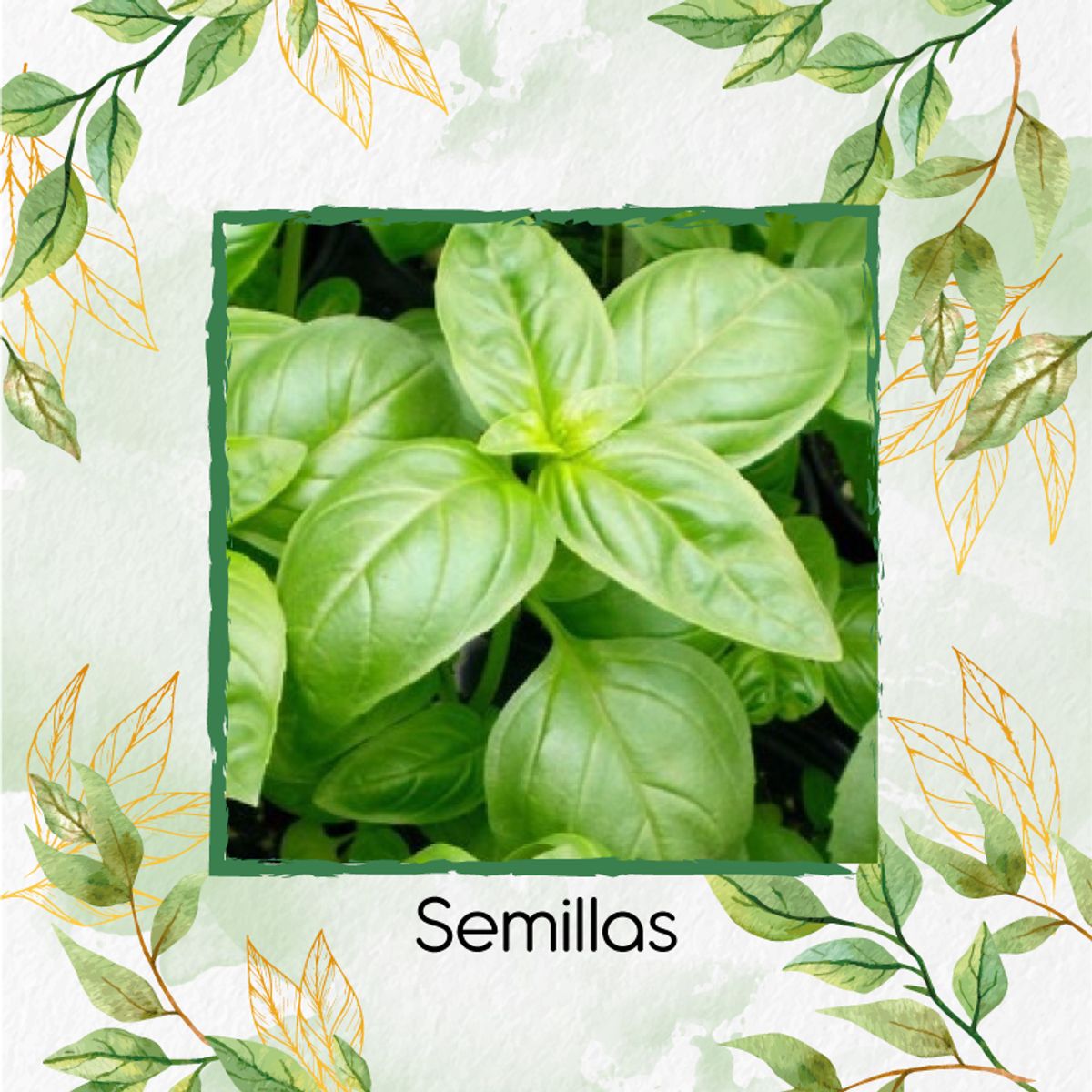 GENERICO - 50 Semillas Orgánicas De Albahaca Italiana