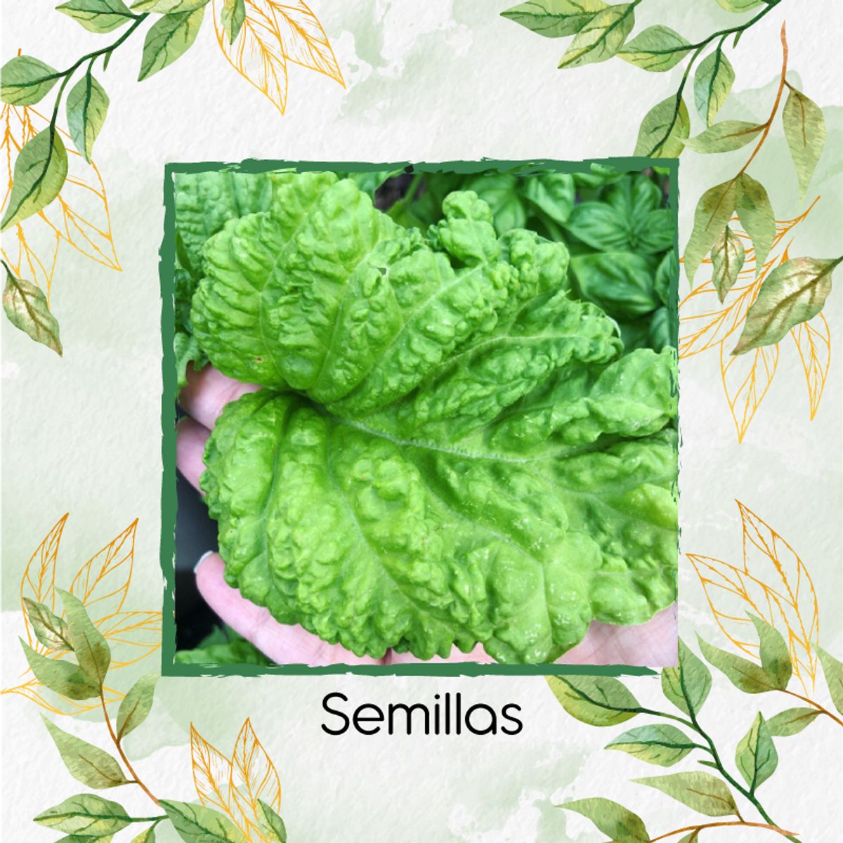 GENERICO - 40 Semillas Orgánicas De Albahaca Lechuga