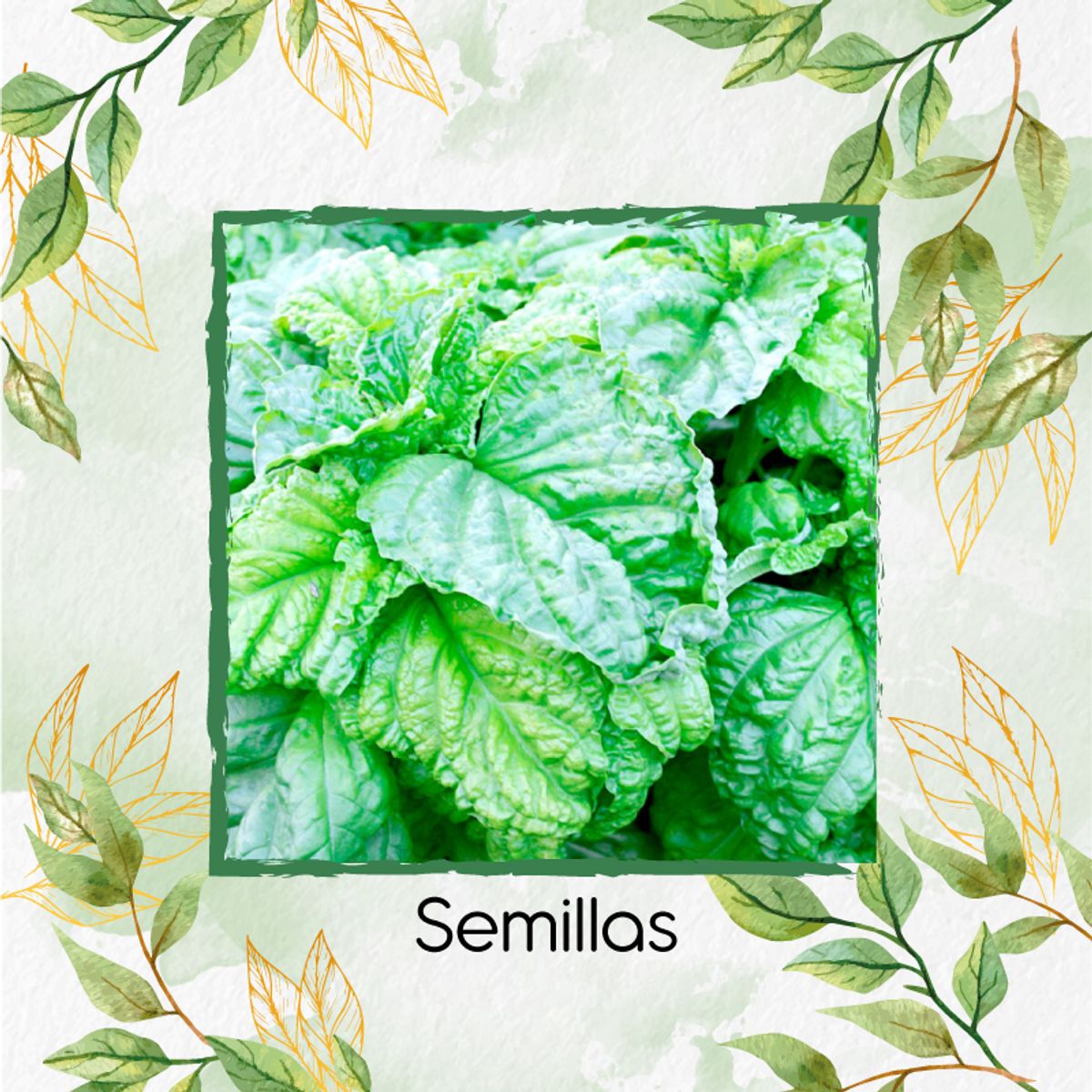 GENERICO - 400 Semillas Orgánicas De Albahaca Lechuga